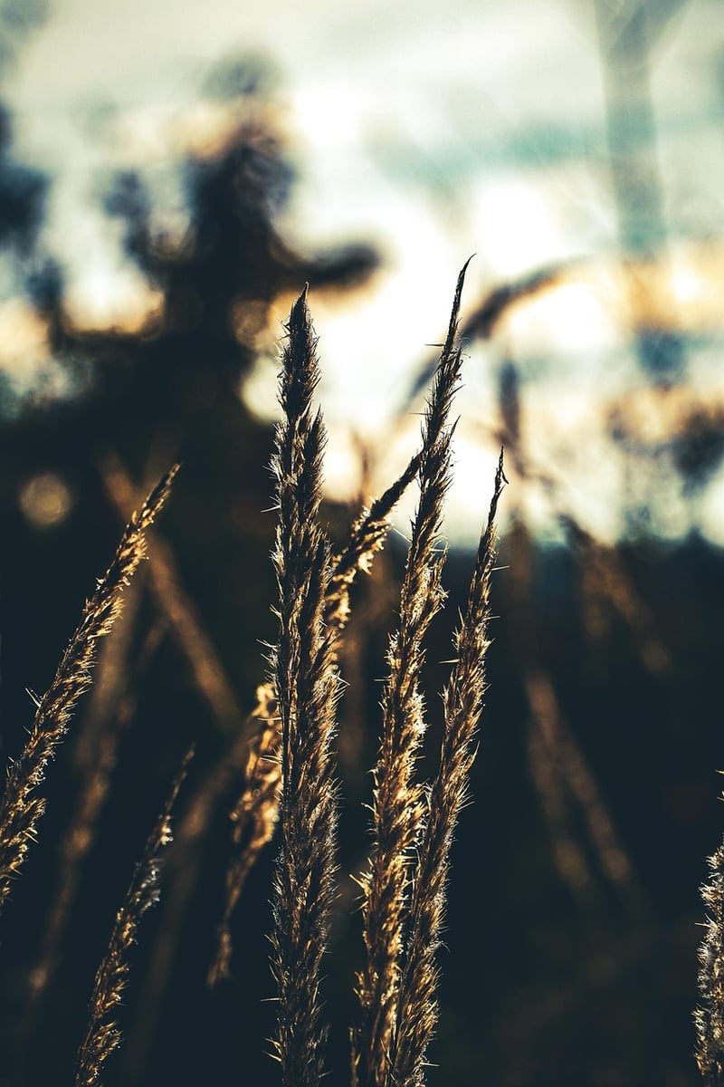 Plant Styling Tips