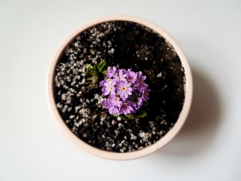 Flowering Plants