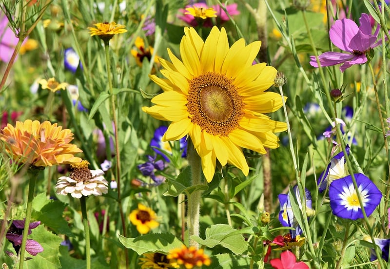 Outdoor Gardens